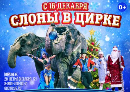 Слоны в Цирке! Воронежский цирк Слоны в Цирке! Воронежский цирк