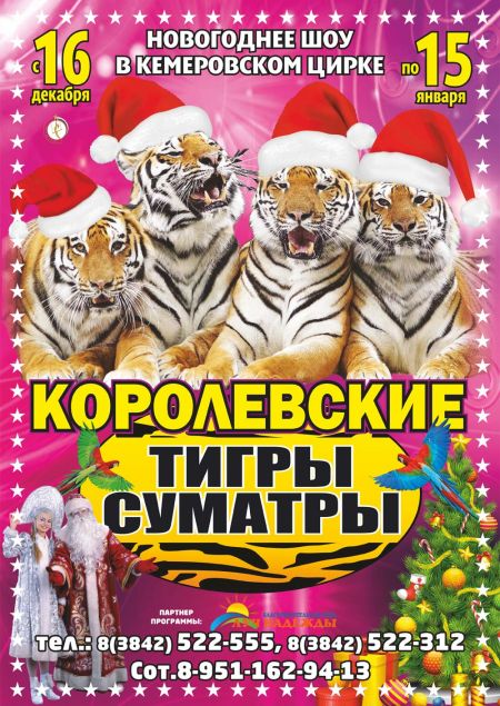 Королевские тигры Суматры. Кемеровский цирк Королевские тигры Суматры. Кемеровский цирк